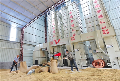 玉桥农业发展公司引进的奇瑞粮食烘干机启用